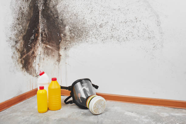 Office Mold Removal Services in Marksville, LA