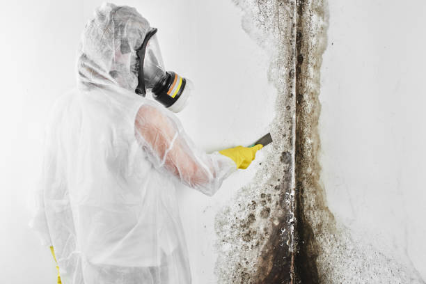 Best Home Mold Removal  in Marksville, LA