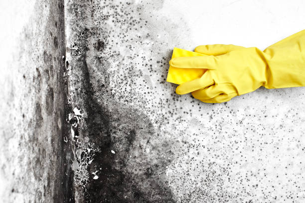 Best Fast Mold Removal  in Marksville, LA