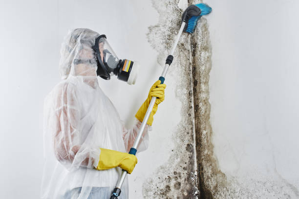 Best Mold Testing  in Marksville, LA