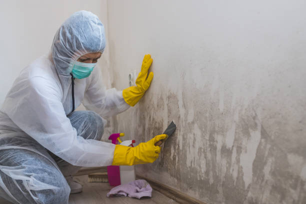 Best Mold Removal Near Me  in Marksville, LA