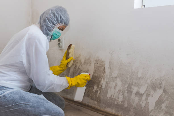Best Best Mold Removal Companies  in Marksville, LA