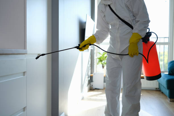 Attic Mold Removal in Marksville, LA