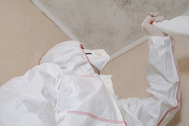 Best Mold Damage Repair  in Marksville, LA