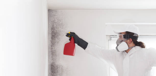 Best Same-Day Mold Removal  in Marksville, LA