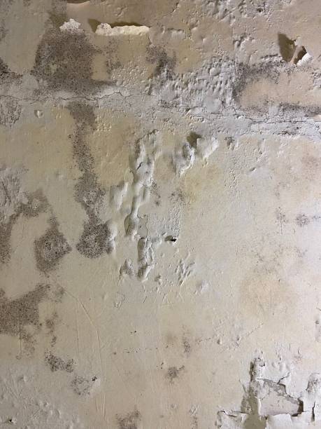 Best Mold Removal Near Me  in Marksville, LA