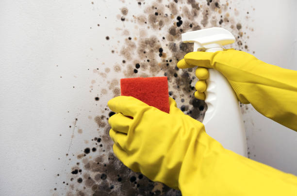 Best Residential Mold Removal  in Marksville, LA
