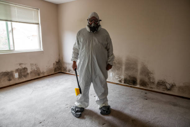 Best Professional Mold Removal  in Marksville, LA
