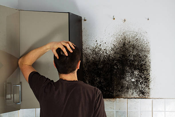 Best Toxic Mold Removal  in Marksville, LA