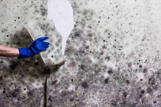 Best Fast Mold Removal  in Marksville, LA